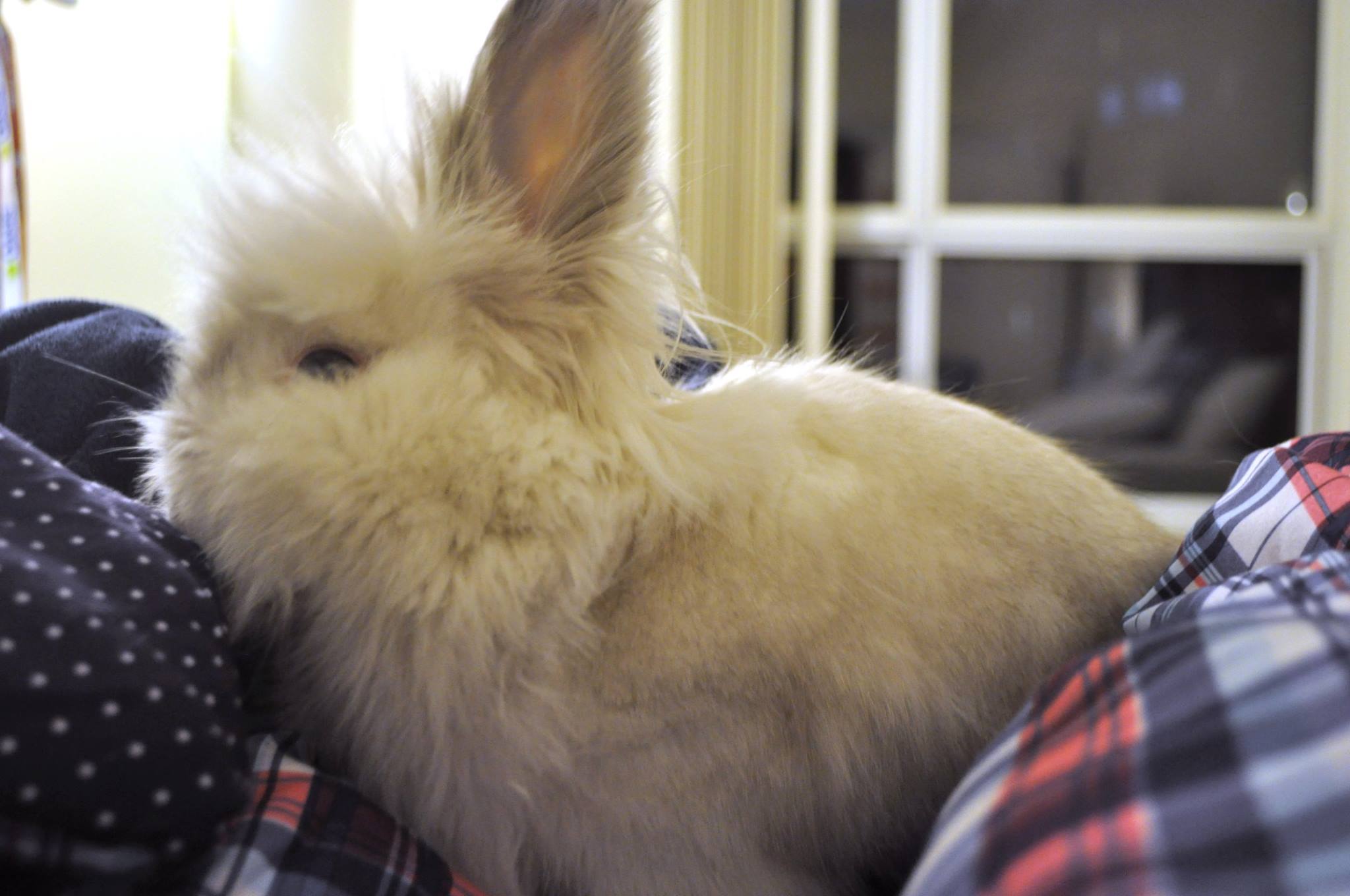 Puck The Bunny Predicts: Montreal Canadiens vs Florida Panthers