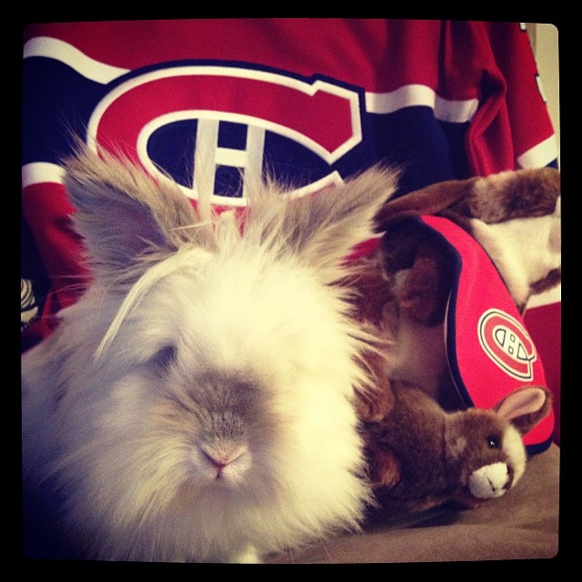 Puck the Bunny Predicts: Eastern & Western Conference Finals