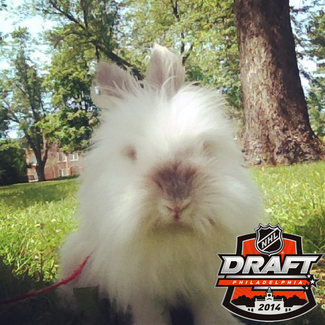 Puck the Bunny Predicts 2014 NHL Entry Draft: Habs 1st Round Pick