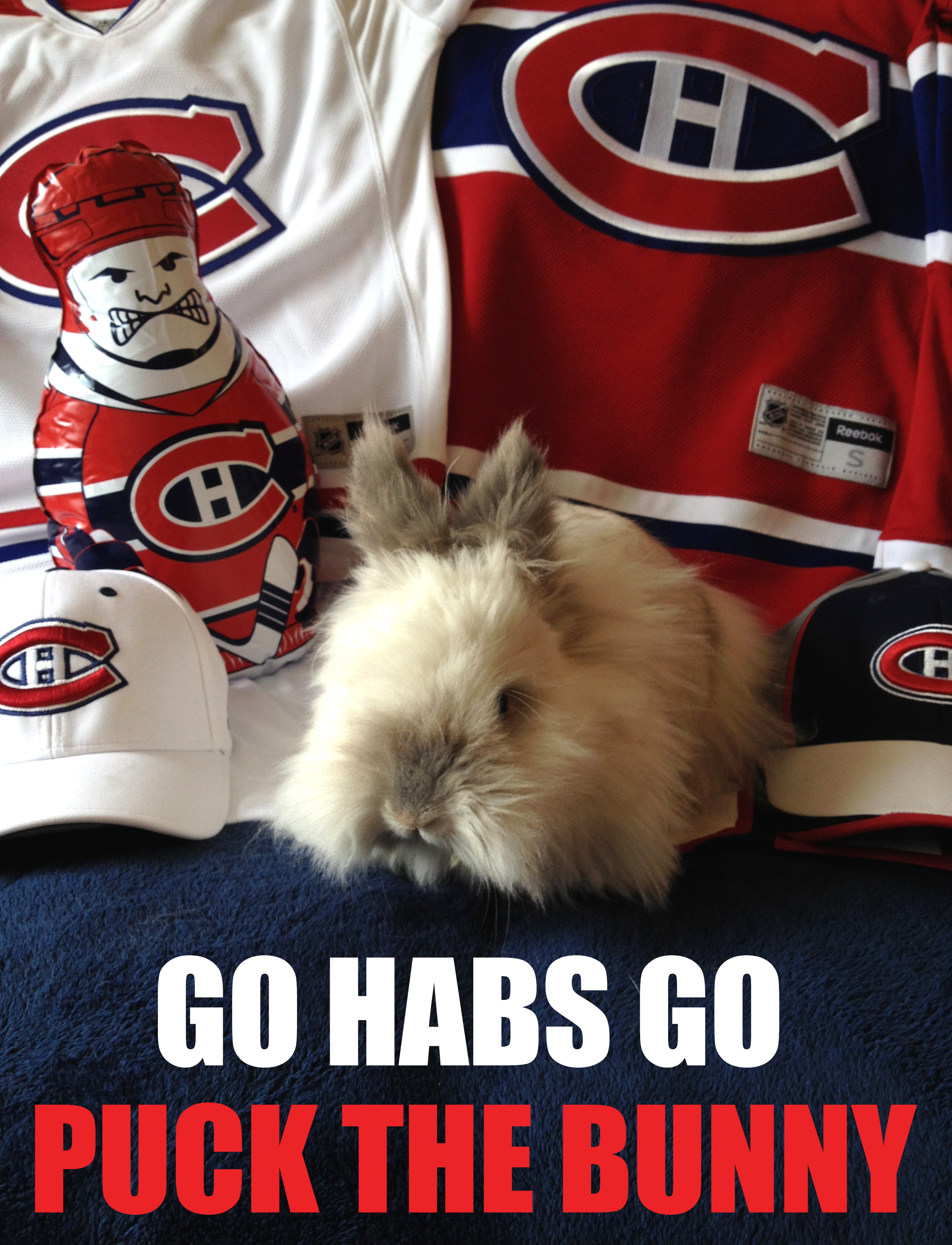 Puck the Bunny Predicts: Montreal Canadiens vs Toronto Maple Leafs [VIDEO]