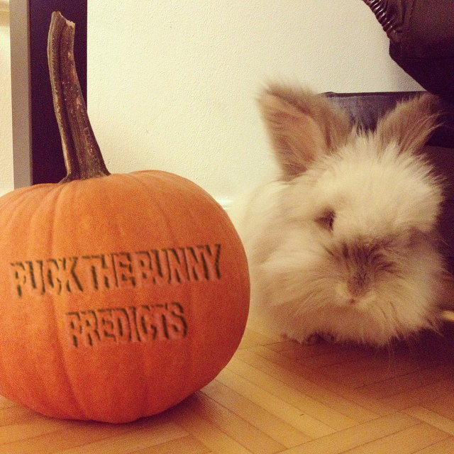 Puck the Bunny Predicts: Montreal Canadiens vs Edmonton Oilers