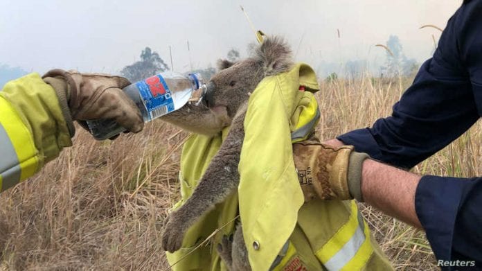 Fire and Rescue NSW team give water to a koala as they rescue it from fire in Jacky Bulbin Flat